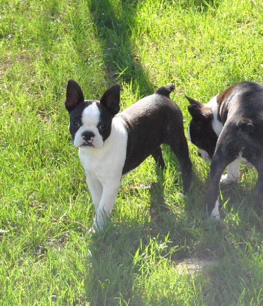 Publication : De La Grange Enchantée Auteur : Coralie LOUIT