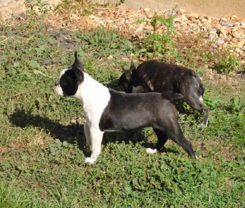 Publication : De La Grange Enchantée Auteur : Coralie LOUIT