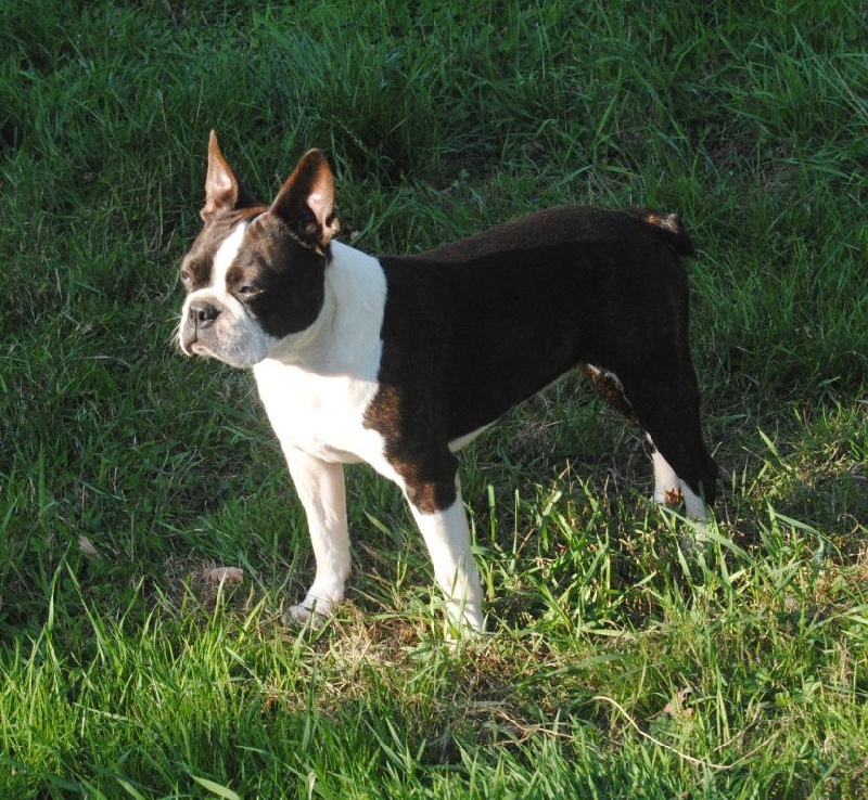 Chien Boston Terrier Liberte de la Grange Enchantée