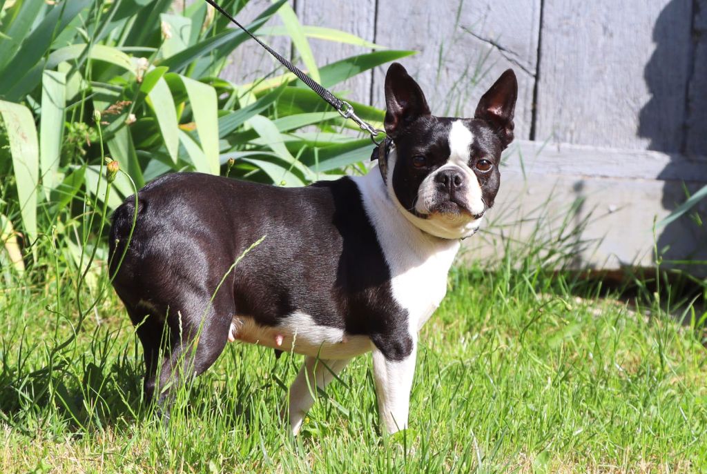 Publication : De La Grange Enchantée Auteur : Chez Valérie en Mayenne