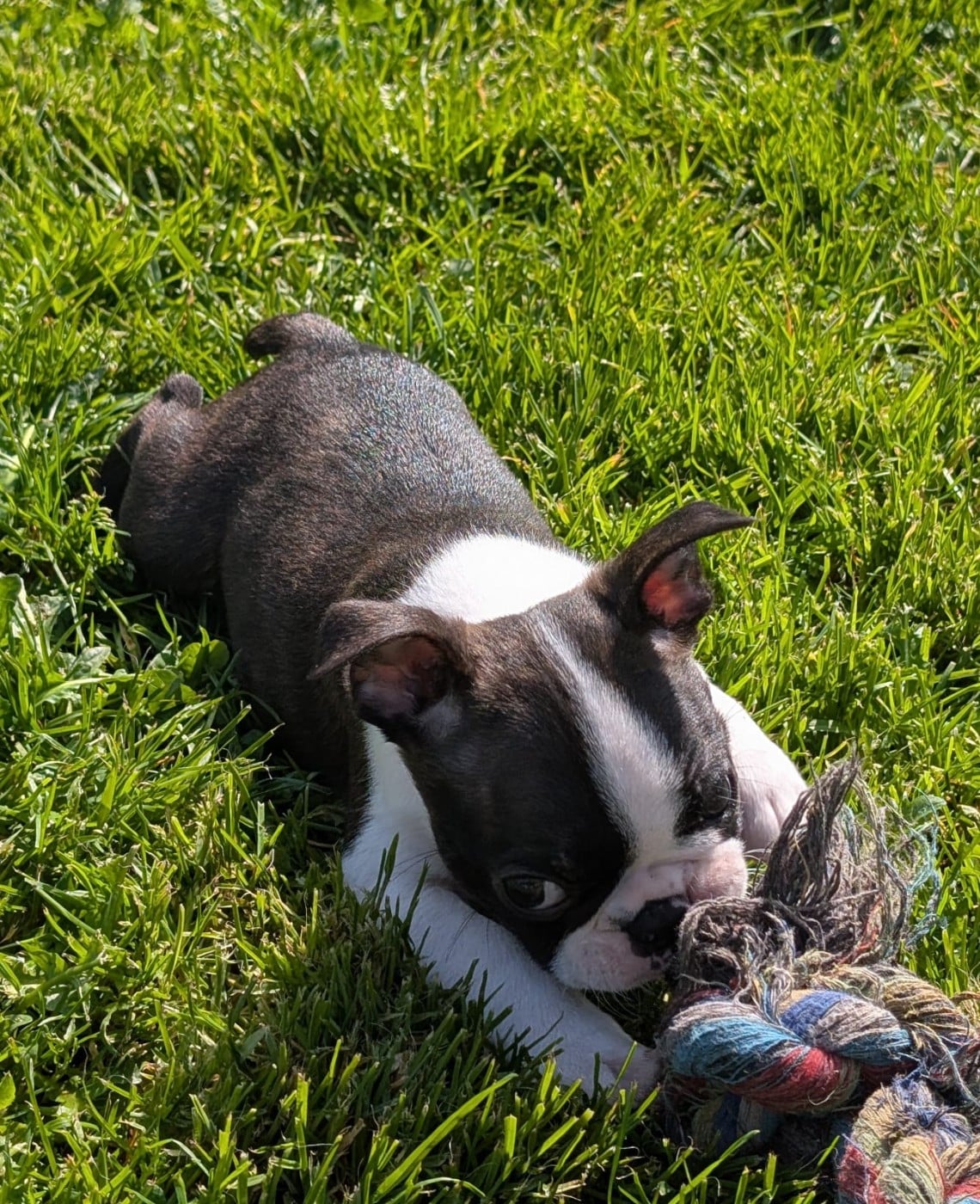 Boston Terrier - De La Grange Enchantée