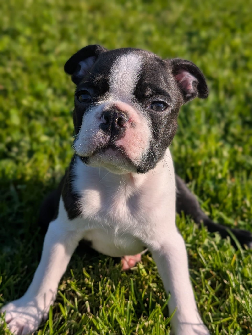 Chiot N°2 - Boston Terrier