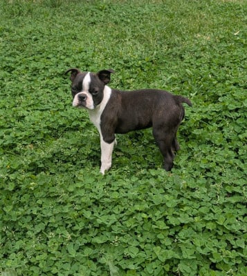 Les chiots de Boston Terrier