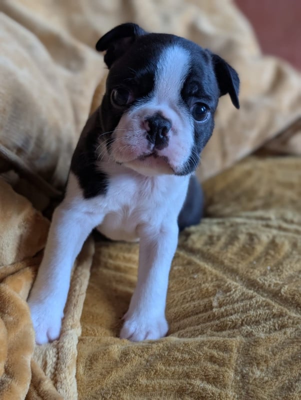 Boston Terrier - De La Grange Enchantée