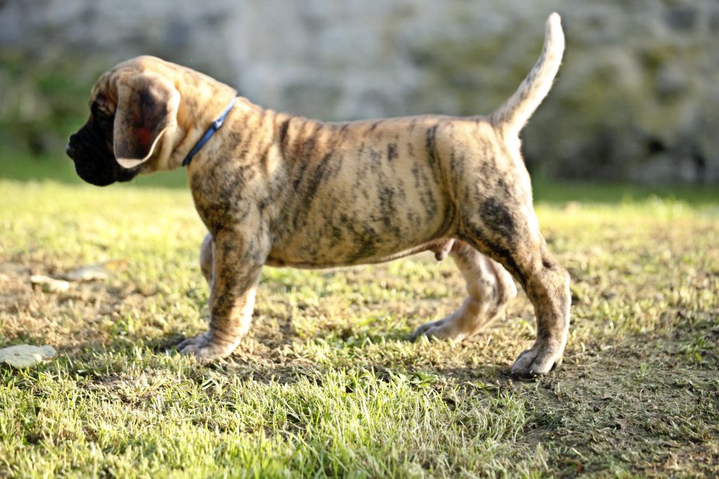 Mâle bringé collier bleu