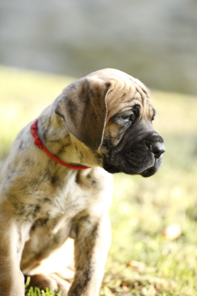 Femelle bringée collier rouge