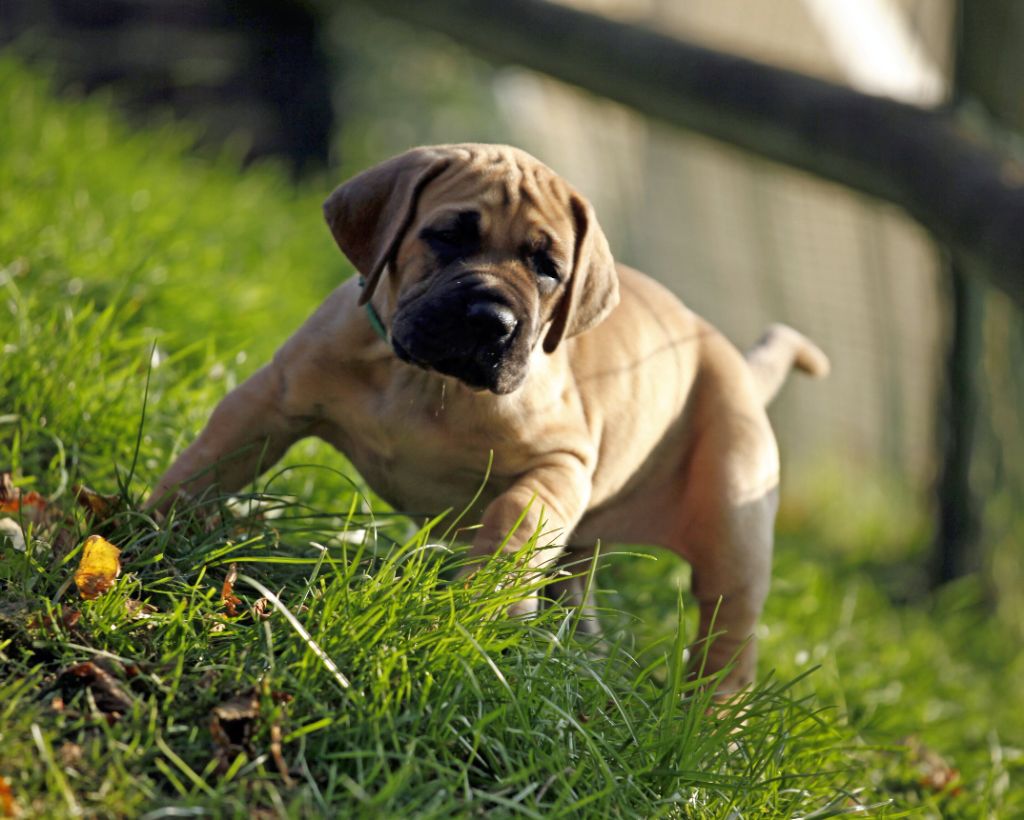 Femelle bringee collier vert