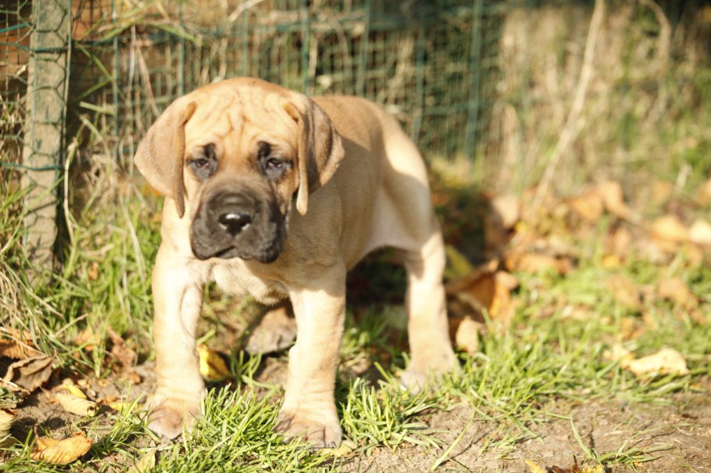 Femelle bringee collier vert