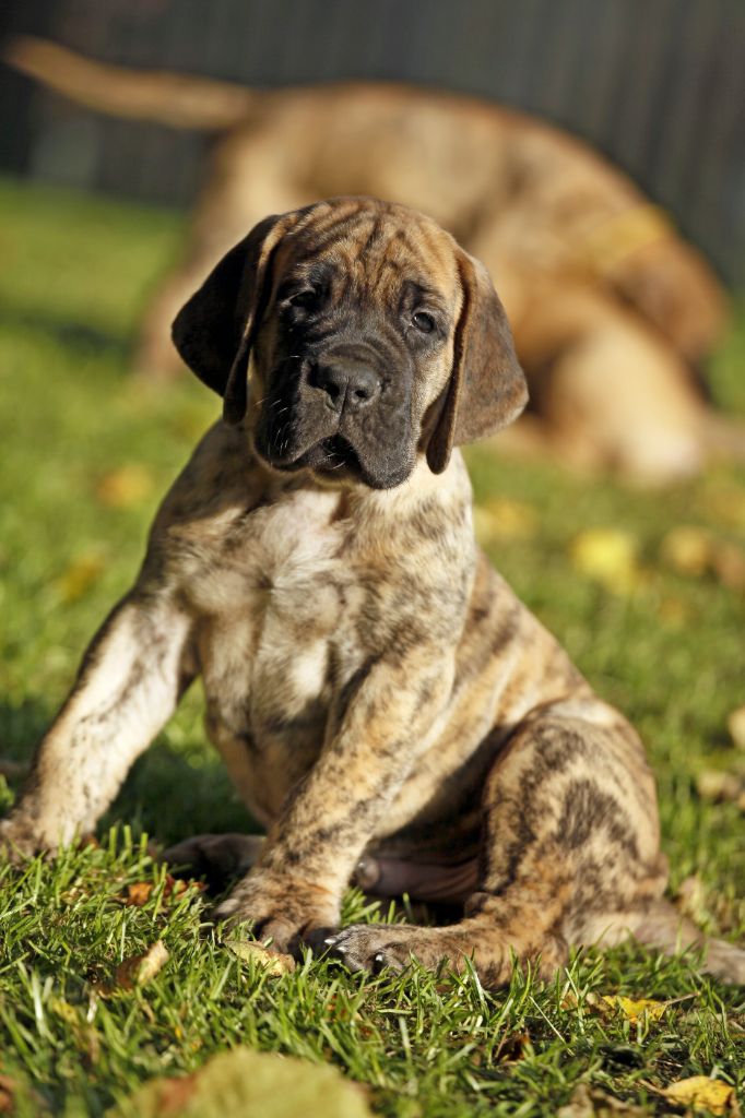 Mâle bringé collier bleu