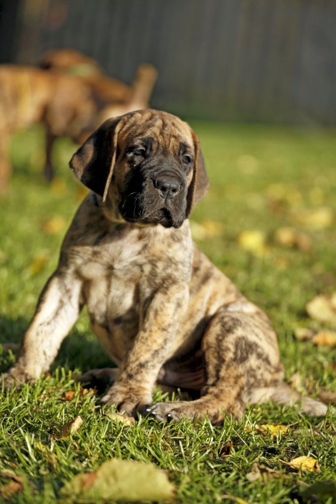 Mâle bringé collier bleu