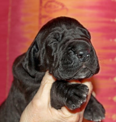 Les chiots de Dogue allemand