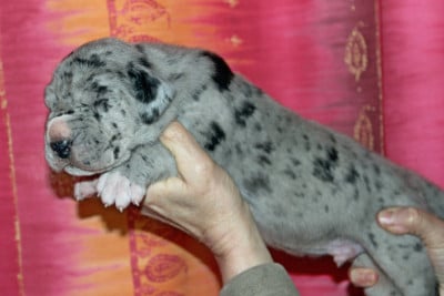 Les chiots de Dogue allemand