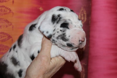 Les chiots de Dogue allemand
