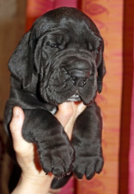 Les chiots de Dogue allemand