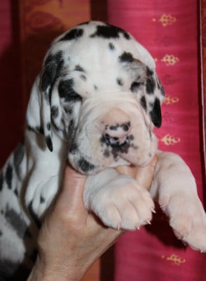 Les chiots de Dogue allemand