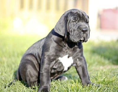 Les chiots de Dogue allemand