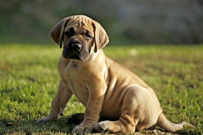 Les chiots de Dogue allemand