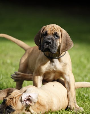 Les chiots de Dogue allemand