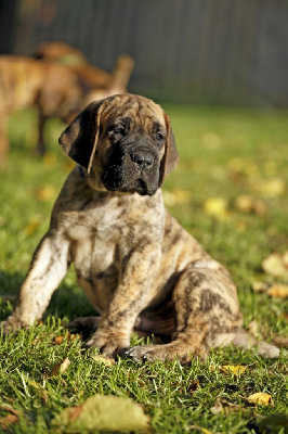 Les chiots de Dogue allemand