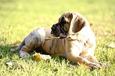 Les chiots de Dogue allemand