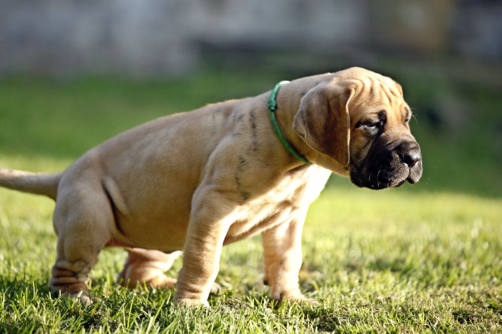 Femelle bringee collier vert