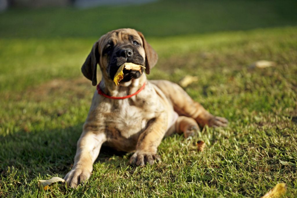 Femelle bringée collier rouge