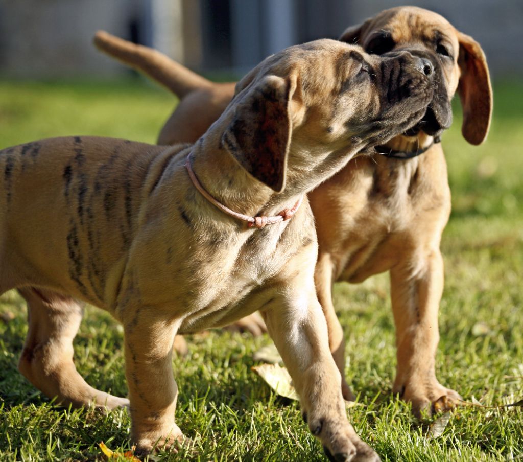 Femelle bringée collier rose