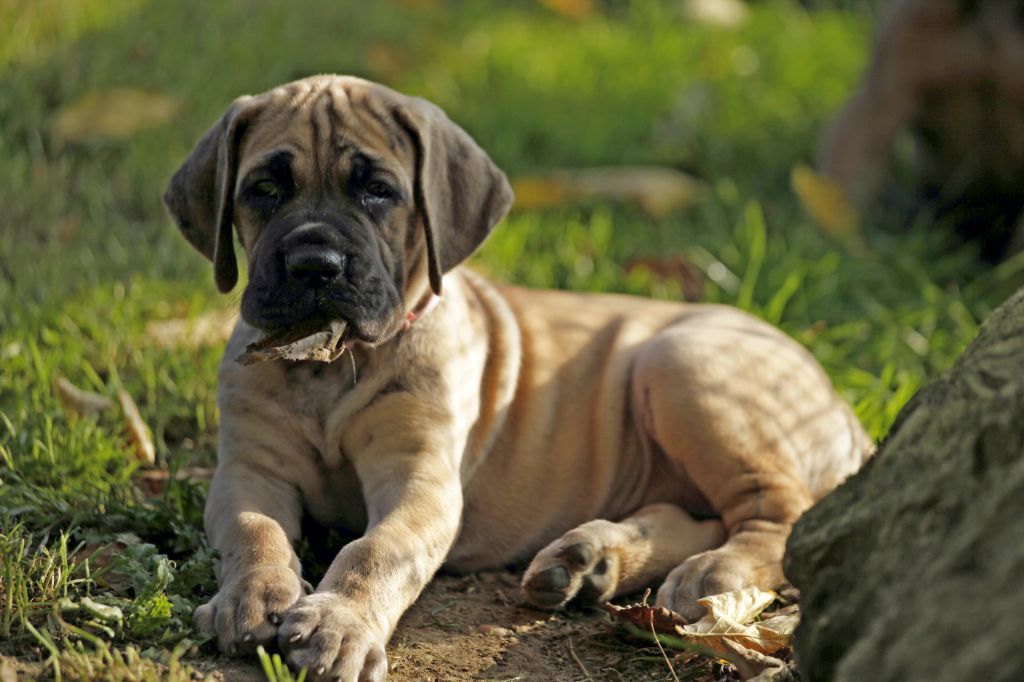 Femelle bringée collier rose