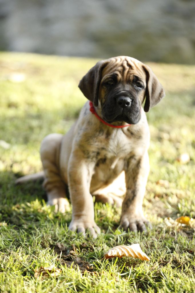 Femelle bringée collier rouge