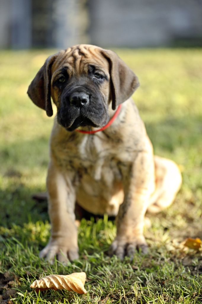Femelle bringée collier rouge
