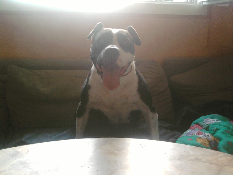 Us starlet dit saya (Sans Affixe)