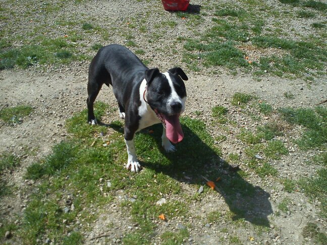 Us starlet dit saya (Sans Affixe)