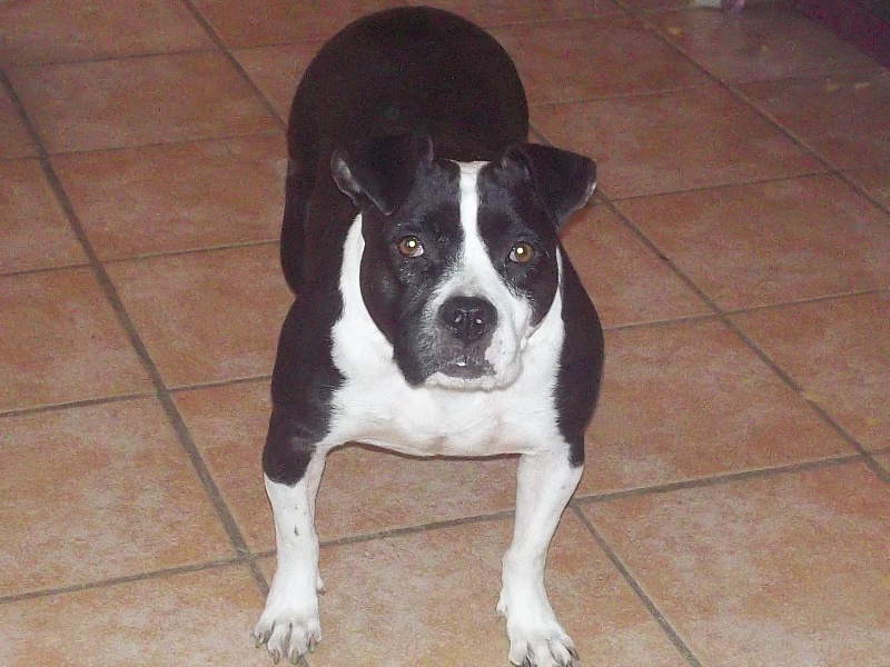 Us starlet dit saya (Sans Affixe)