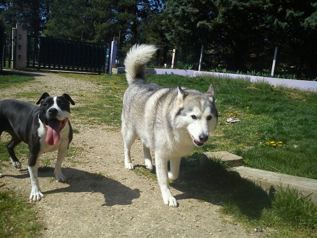 Us starlet dit saya (Sans Affixe)