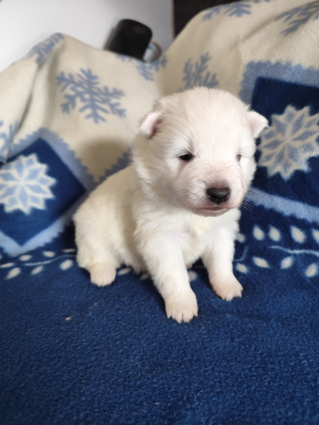 CHIOT 2 - Spitz japonais