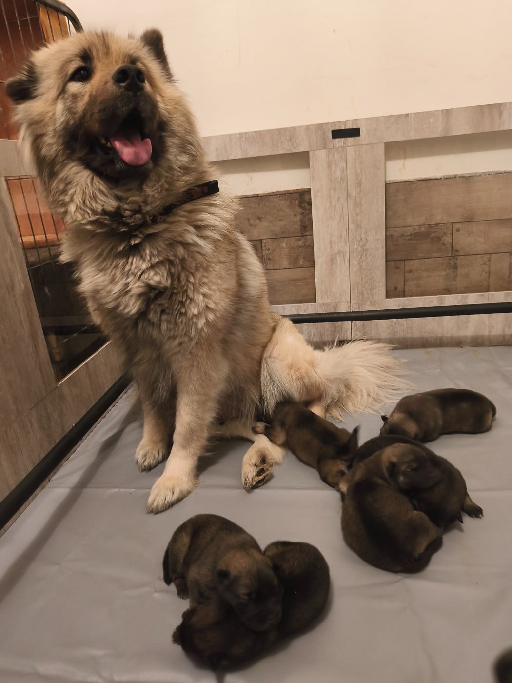 Eurasier - Du Mont Chauve