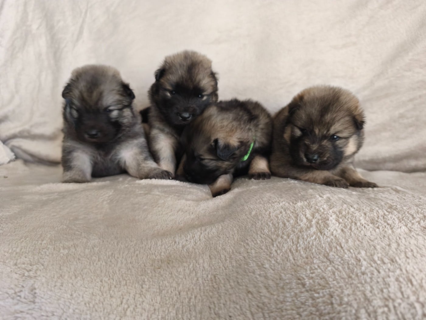 Eurasier - Du Mont Chauve