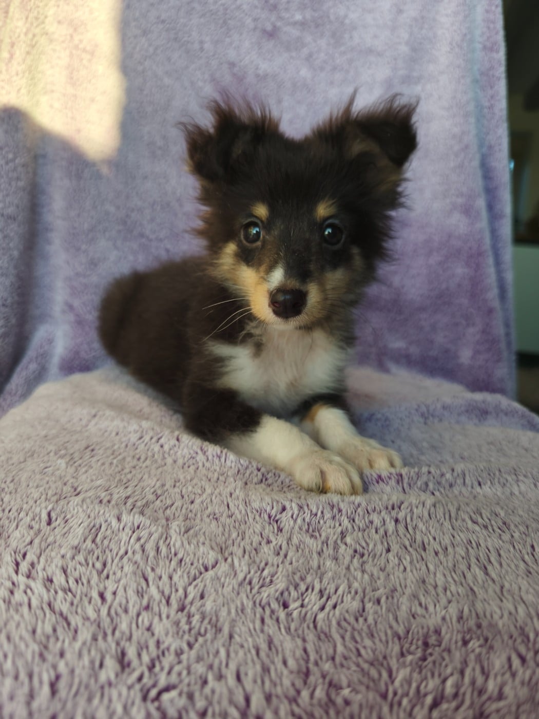 Shetland Sheepdog - Du Mont Chauve