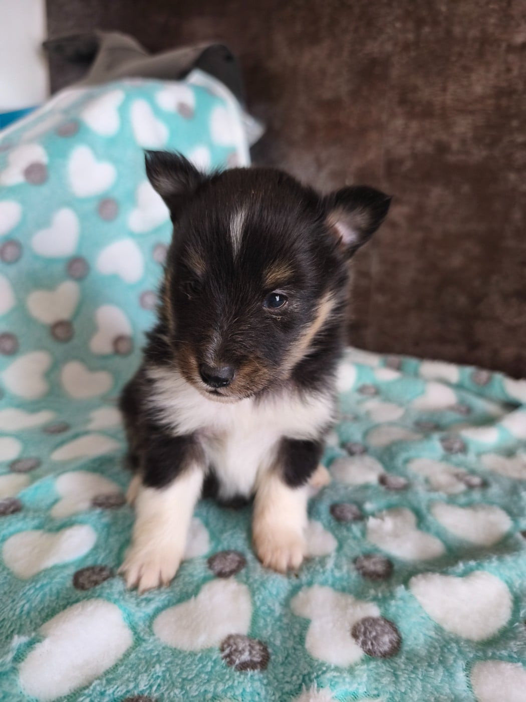 Shetland Sheepdog - Du Mont Chauve