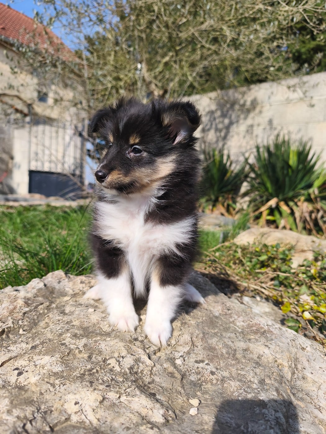 Shetland Sheepdog - Du Mont Chauve