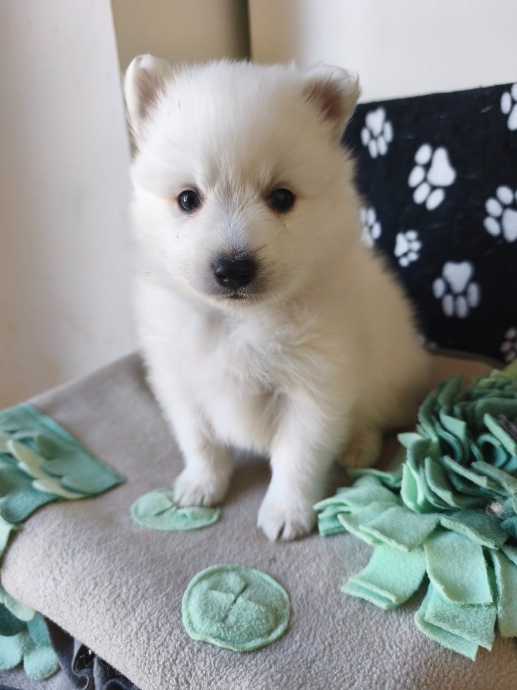 Chiot N°1