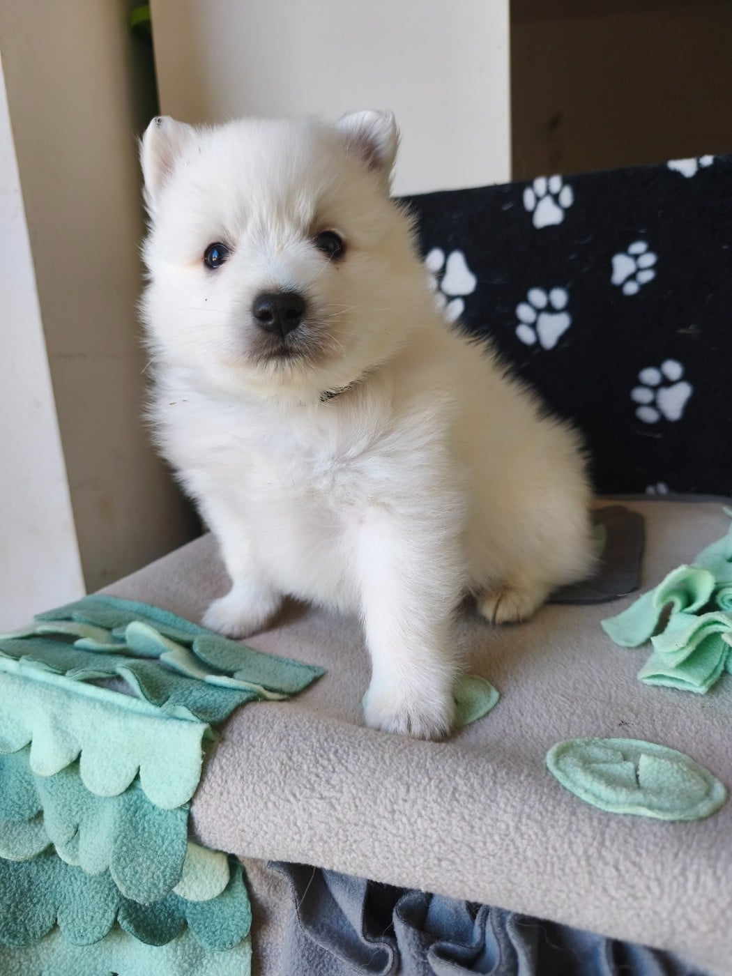 Chiot N°1