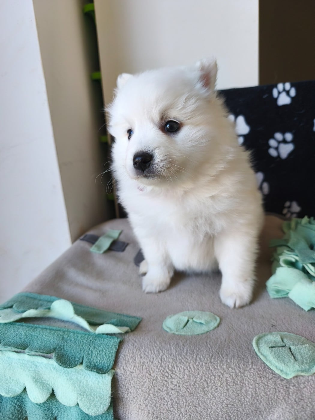 Chiot N°4