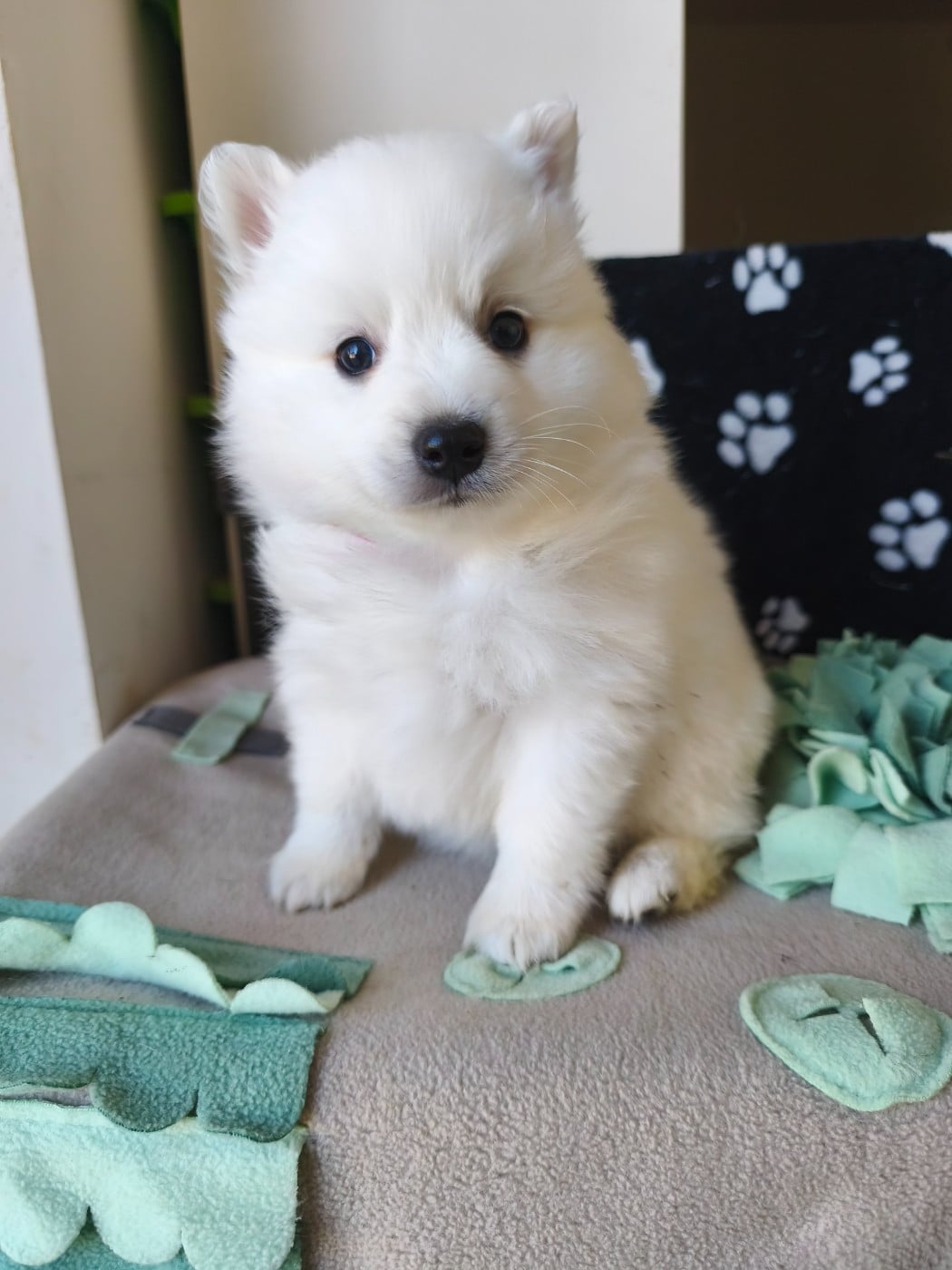 Chiot N°4