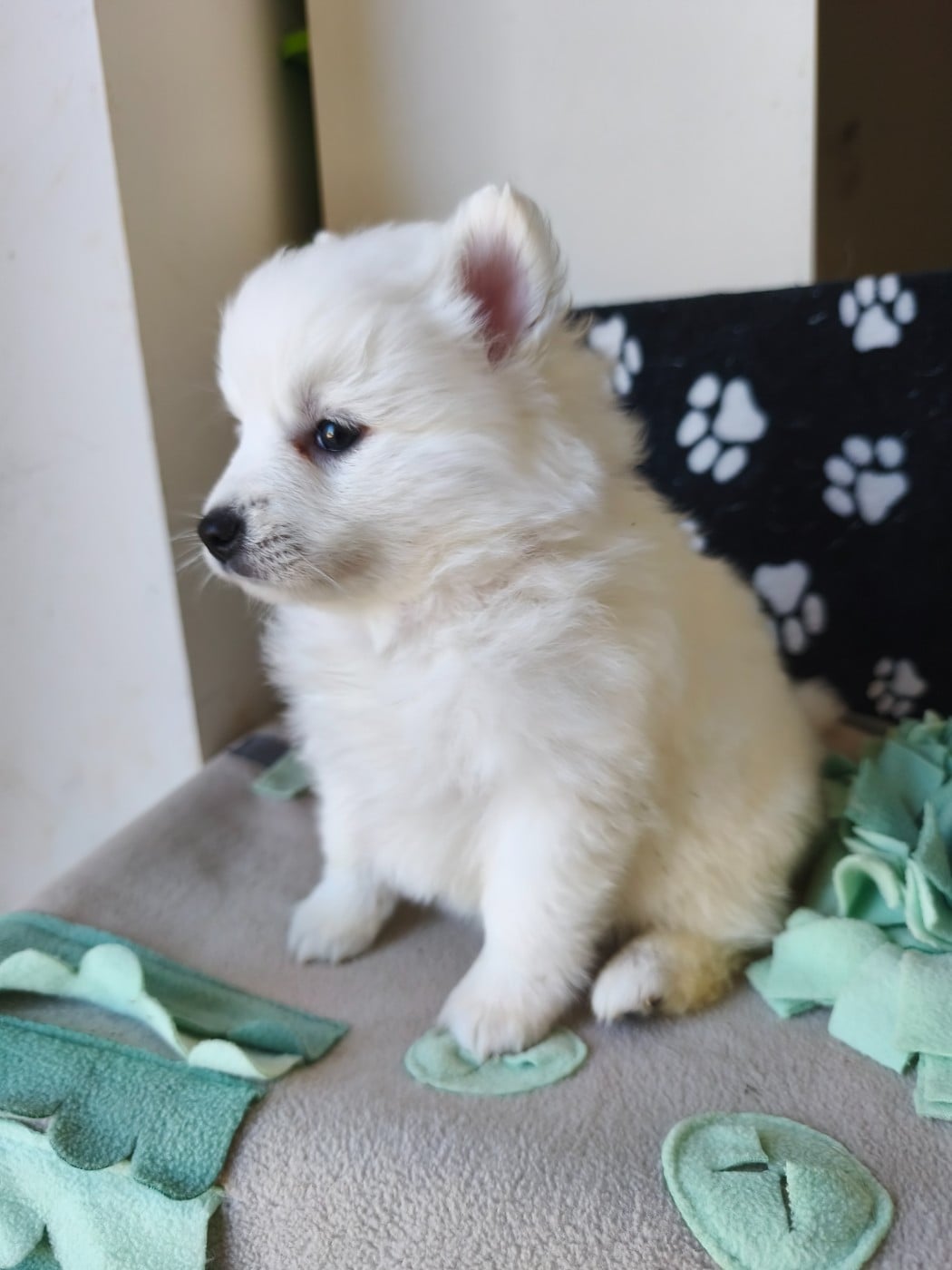 Chiot N°4