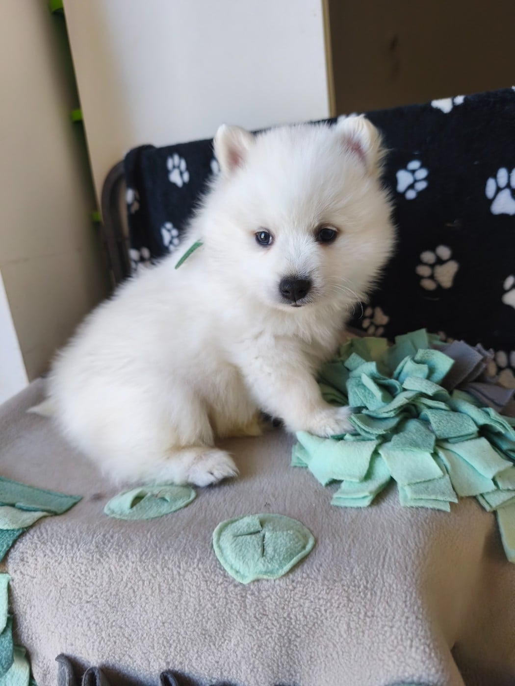 Chiot N°5
