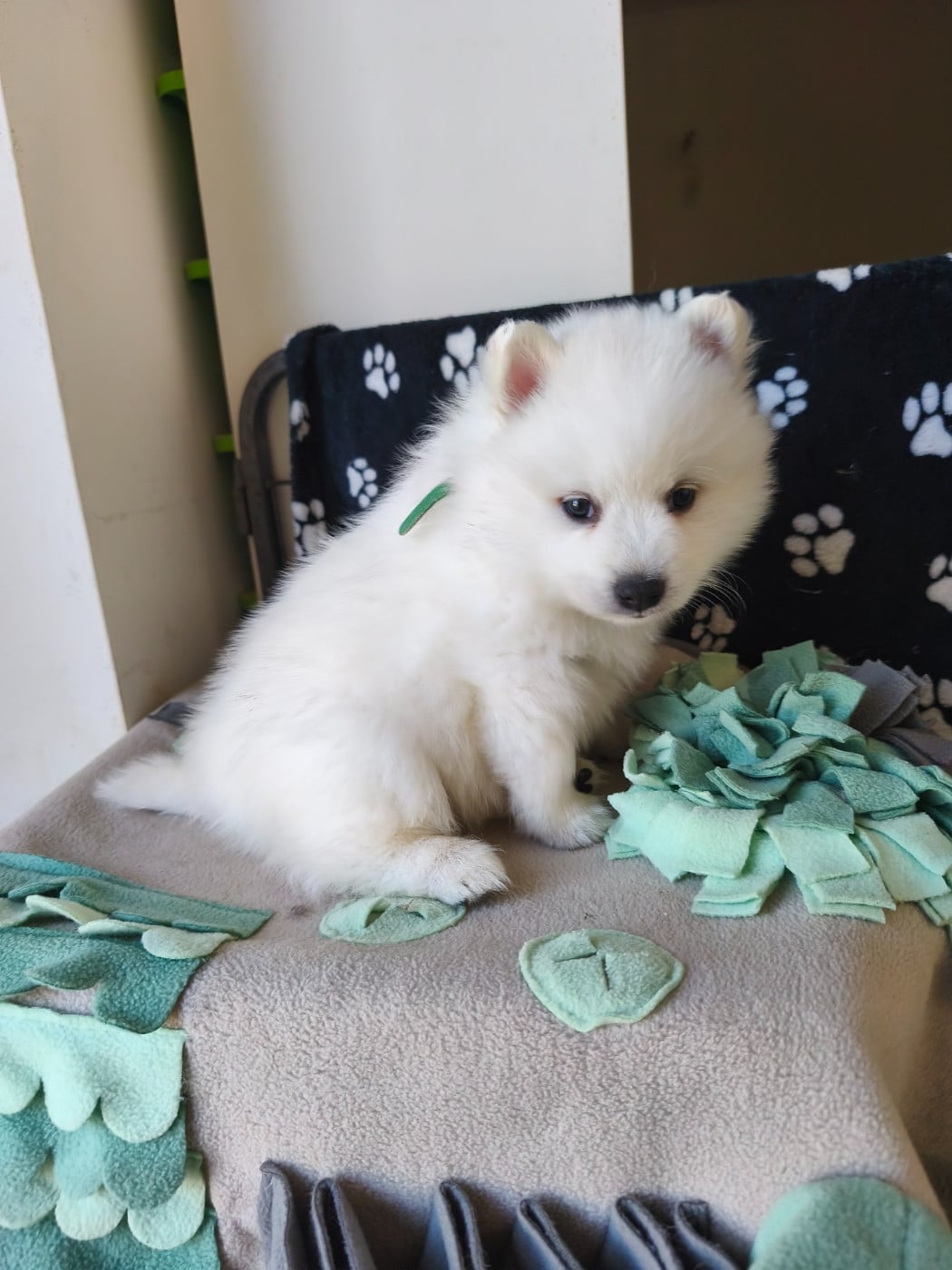 Chiot N°5