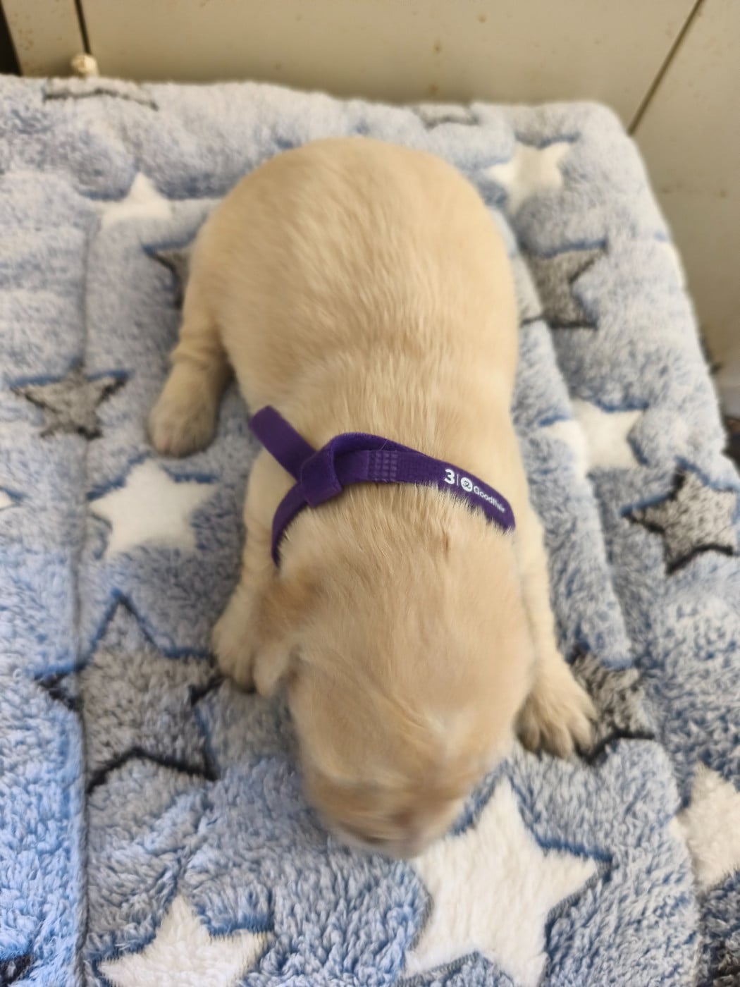 Collier violet - Golden Retriever