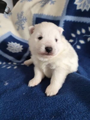 Les chiots de Spitz japonais