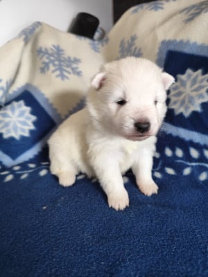 Les chiots de Spitz japonais